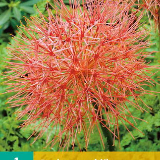 X   1 SCADOXUS MULTIFLORUS 16/18