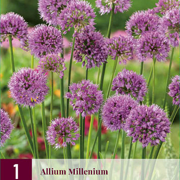 X 1 ALLIUM MILLENIUM I
