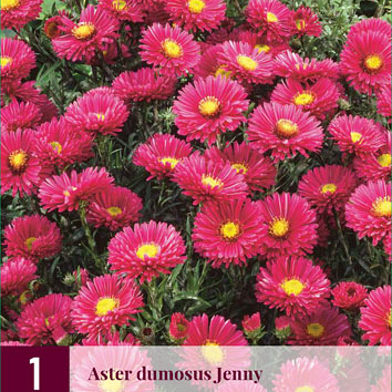 X 1 ASTER DUMOSUS JENNY I