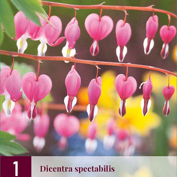 X 1 DICENTRA SPECTABILIS 2/3