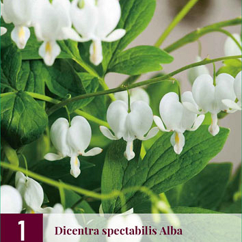 X 1 DICENTRA SPECTABILIS ALBA  2/3