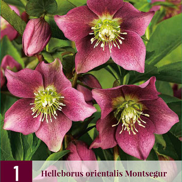 X 1 HELLEBORUS ORIENTALIS MONTSEGUR I
