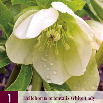 X 1 HELLEBORUS ORIENTALIS WHITE LADY I