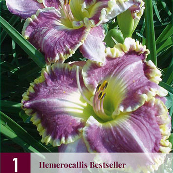 X 1 HEMEROCALLIS BESTSELLER I