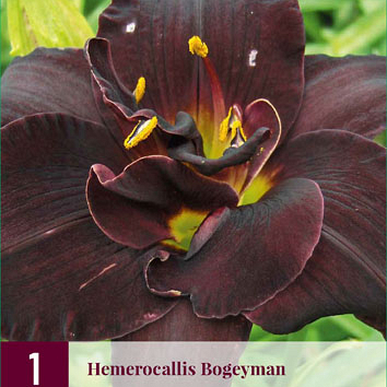 X 1 HEMEROCALLIS BOGEYMAN I