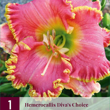 X 1 HEMEROCALLIS DIVAS CHOICE I