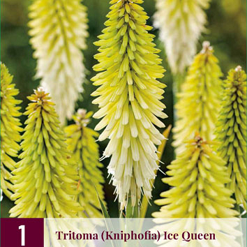 X 1 TRITOMA (KNIPHOFIA) ICE QUEEN I