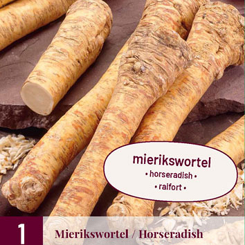 X 1 ARMORACIA RUSTICANA / MIERIKSWORTEL I