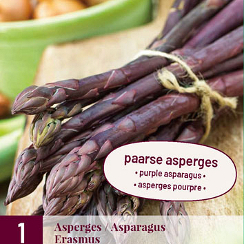 X 1 ASPARAGUS / ASPERGES ERASMUS I
