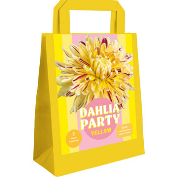 X 1 TAS 2 DAHLIA PARTY YELLOW I
