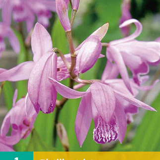 X   1 BLETILLA STRIATA I