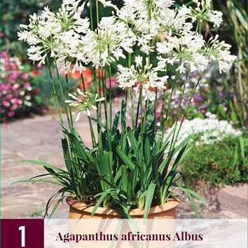 X 1 AGAPANTHUS AFRICANUS ALBUS 1/2