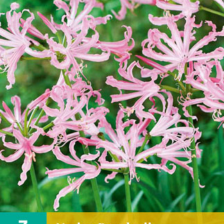 X   3 NERINE BOWDENII 12/14
