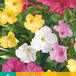 X   5 MIRABILIS JALAPA MIX II