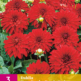 X 3 DAHLIA DECO BORDER ROOD I