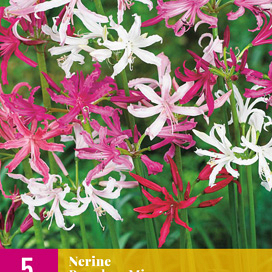 X 5 NERINE BREEDERS MIX 12/+
