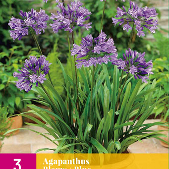 X 3 AGAPANTHUS BLAUW 1/2