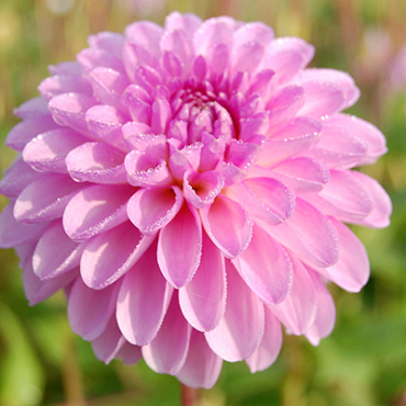 X 10 DAHLIA STOLZE VON BERLIN I