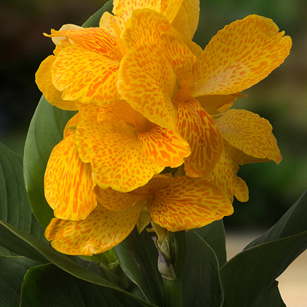 X 25 CANNA HAPPY EMILY I