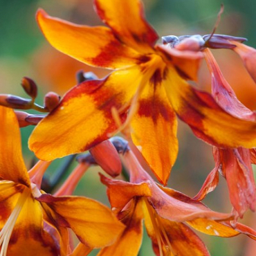X 100 CROCOSMIA EMILY MCKENZIE 6/+