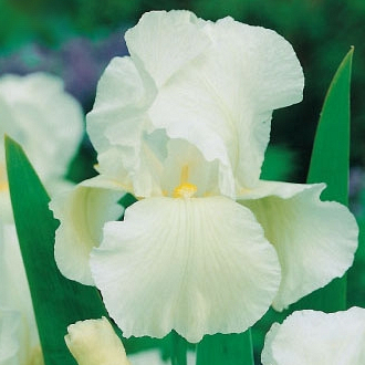 X 25 IRIS GERMANICA WHITE KNIGHT I