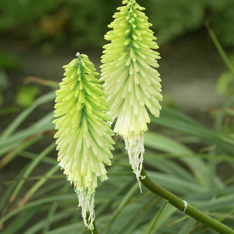 X 25 TRITOMA (KNIPHOFIA) ICE QUEEN I