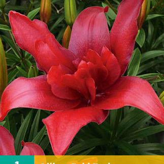 X 1 LILIUM BALD EAGLE 16/18