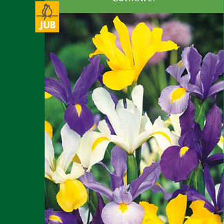 X 10 IRIS HOLLANDICA MIX 7/8