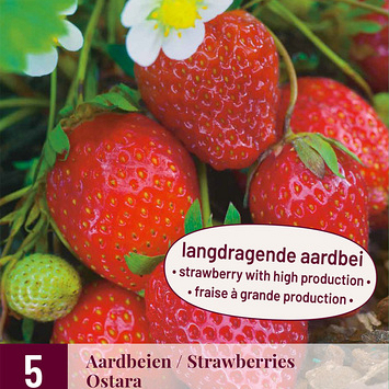 X 5 FRAGARIA / AARDBEIEN OSTARA I