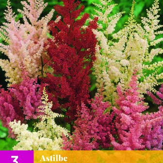 X 3 ASTILBE MIX 2/3
