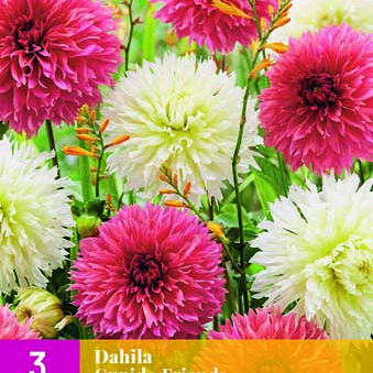 X 3 DAHLIA CUPIDO FRIENDS I