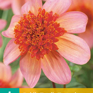 X 1 DAHLIA TOTALLY TANGERINE I