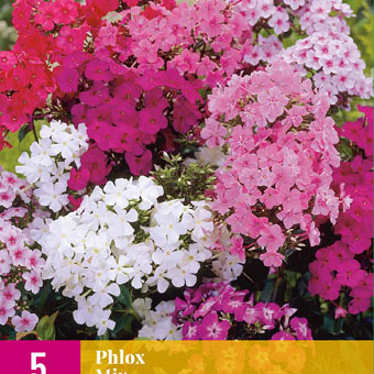 X 5 PHLOX MIX I