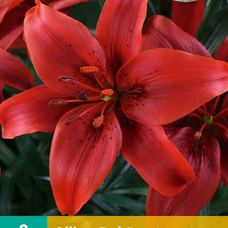 X 2 LILIUM RED COUNTY 14/16