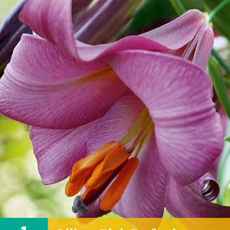 X 1 LILIUM PINK PERFECTION 16/18