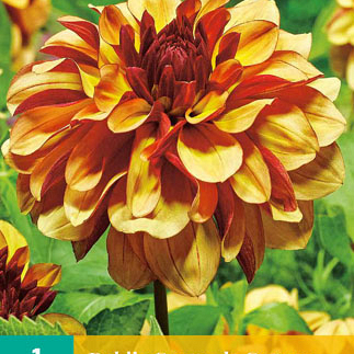 X 1 DAHLIA CREME DE COGNAC I