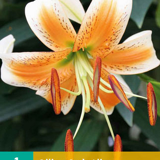 X 1 LILIUM LADY ALICE 16/18