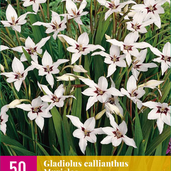X 50 GLADIOLUS CALLIANTHUS MURIELAE 6/8