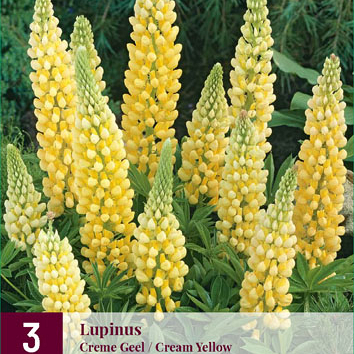 X 3 LUPINUS CREME-GEEL I