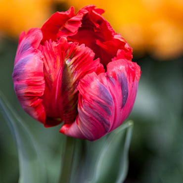 X 100 TULIPA SHINING PARROT 11/12