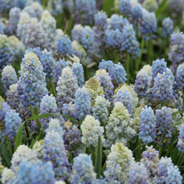 X 100 MUSCARI ARMENIACUM NATURE'S BEAUTY 7/8