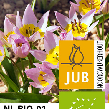 X 100 BIO TULIPA SAXATILIS 5/6