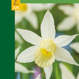 X   3 NARCISSUS BOTANICAL WHITE 10/12
