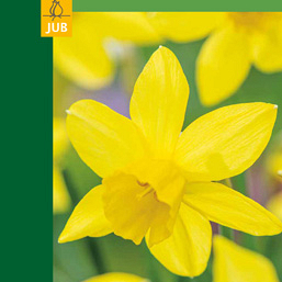 X   3 NARCISSUS BOTANICAL YELLOW 10/12