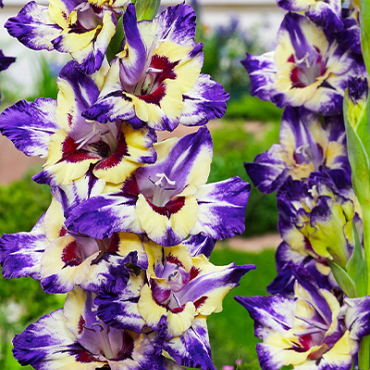 X 100 GLADIOLUS CIRCUS COLOR 12/14