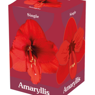 X 1 AMARYLLIS ROOD 28/30