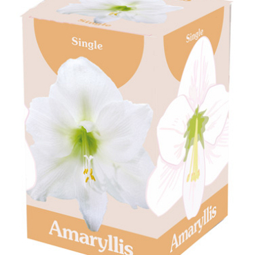 X 1 AMARYLLIS WIT 28/30