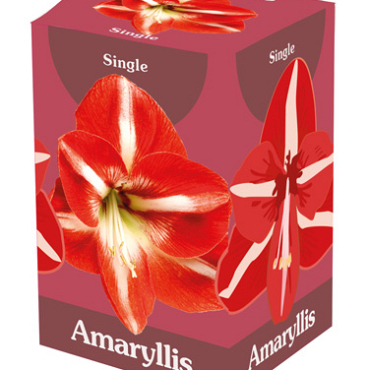 X 1 AMARYLLIS ROOD/WIT 28/30