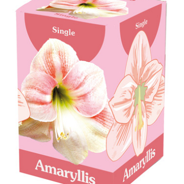 X 1 AMARYLLIS ROZE/WIT 28/30