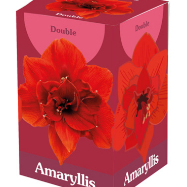 X 1 AMARYLLIS DUBBEL ROOD 28/30